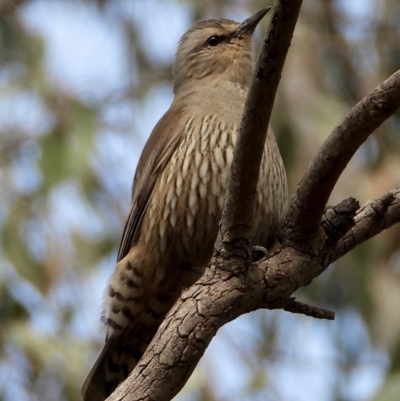 Climacteris picumnus (Brown Treecreeper) at Wonga Wetlands - 19 Sep 2021 by WingsToWander