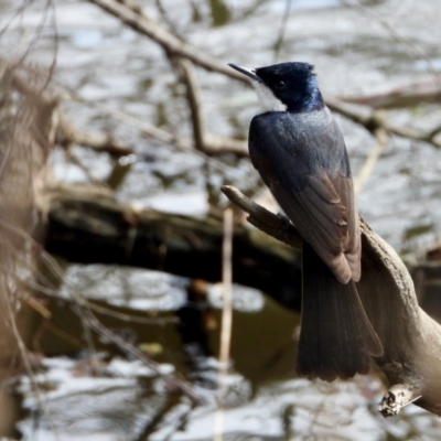 Myiagra inquieta (Restless Flycatcher) at Wonga Wetlands - 19 Sep 2021 by WingsToWander