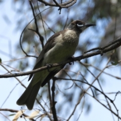 Philemon citreogularis (Little Friarbird) at Wonga Wetlands - 19 Sep 2021 by WingsToWander