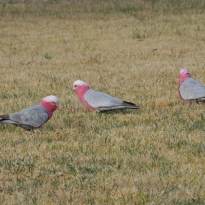 Eolophus roseicapilla (Galah) at Bemboka River Reserve - 16 Jul 2020 by michaelb