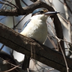 Todiramphus sanctus (Sacred Kingfisher) at Albury - 19 Sep 2021 by WingsToWander