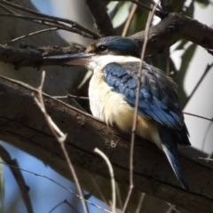 Todiramphus sanctus at Splitters Creek, NSW - 19 Sep 2021 11:33 AM