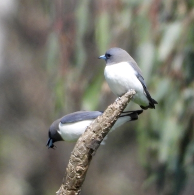 Artamus leucorynchus (White-breasted Woodswallow) at Wonga Wetlands - 19 Sep 2021 by WingsToWander