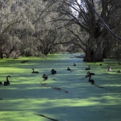 Cygnus atratus (Black Swan) at Wonga Wetlands - 19 Sep 2021 by WingsToWander