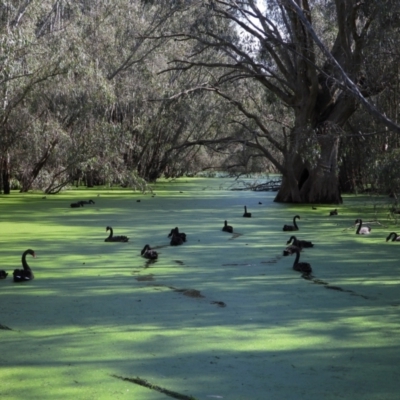 Cygnus atratus (Black Swan) at Wonga Wetlands - 19 Sep 2021 by WingsToWander