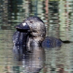 Biziura lobata (Musk Duck) at Splitters Creek, NSW - 19 Sep 2021 by WingsToWander