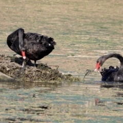 Cygnus atratus (Black Swan) at Wonga Wetlands - 19 Sep 2021 by WingsToWander