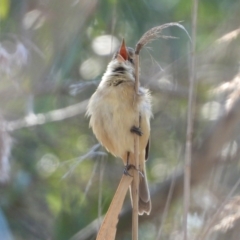 Acrocephalus australis (Australian Reed-Warbler) at Albury - 19 Sep 2021 by WingsToWander