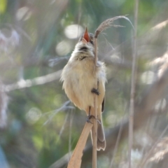 Acrocephalus australis (Australian Reed-Warbler) at Wonga Wetlands - 19 Sep 2021 by WingsToWander