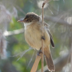 Acrocephalus australis at Splitters Creek, NSW - 19 Sep 2021 10:03 AM