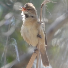 Acrocephalus australis at Splitters Creek, NSW - 19 Sep 2021 10:03 AM