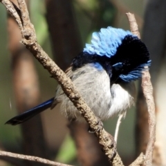 Malurus cyaneus (Superb Fairywren) at Albury - 19 Sep 2021 by WingsToWander