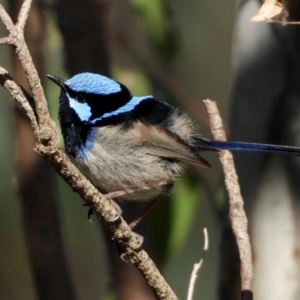 Malurus cyaneus at Splitters Creek, NSW - 19 Sep 2021 09:50 AM