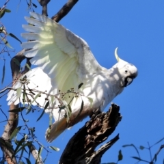 Cacatua galerita (Sulphur-crested Cockatoo) at Splitters Creek, NSW - 18 Sep 2021 by WingsToWander