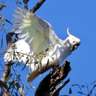 Cacatua galerita (Sulphur-crested Cockatoo) at Splitters Creek, NSW - 19 Sep 2021 by WingsToWander