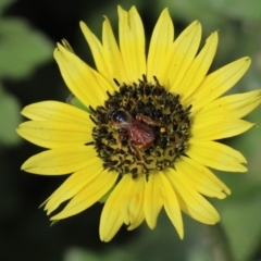 Exoneura sp. (genus) (A reed bee) at Aranda Bushland - 4 Sep 2020 by Tammy