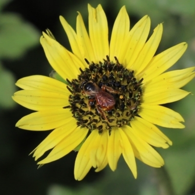 Exoneura sp. (genus) (A reed bee) at Aranda, ACT - 4 Sep 2020 by Tammy