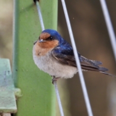 Hirundo neoxena (Welcome Swallow) at Splitters Creek, NSW - 19 Sep 2021 by WingsToWander