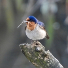 Hirundo neoxena (Welcome Swallow) at Wonga Wetlands - 18 Sep 2021 by WingsToWander