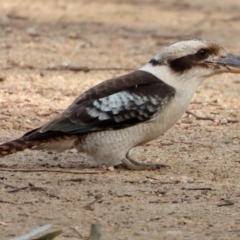 Dacelo novaeguineae (Laughing Kookaburra) at Albury - 18 Sep 2021 by WingsToWander