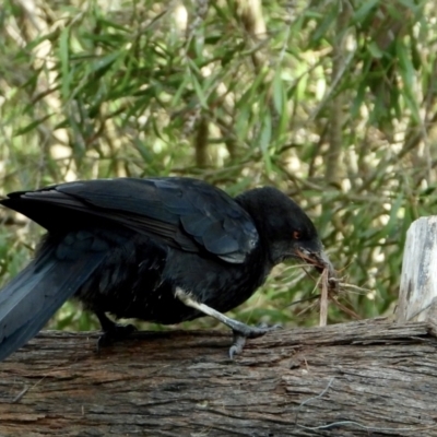 Corcorax melanorhamphos (White-winged Chough) at Wonga Wetlands - 18 Sep 2021 by WingsToWander