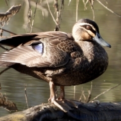 Anas superciliosa (Pacific Black Duck) at Albury - 19 Sep 2021 by WingsToWander