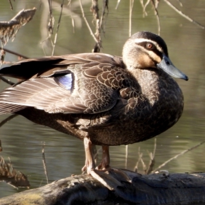 Anas superciliosa (Pacific Black Duck) at Wonga Wetlands - 18 Sep 2021 by WingsToWander