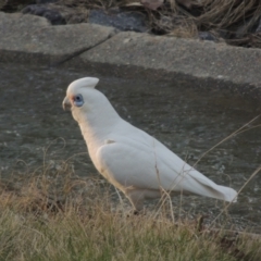 Cacatua sanguinea (Little Corella) at Conder, ACT - 9 Sep 2021 by MichaelBedingfield