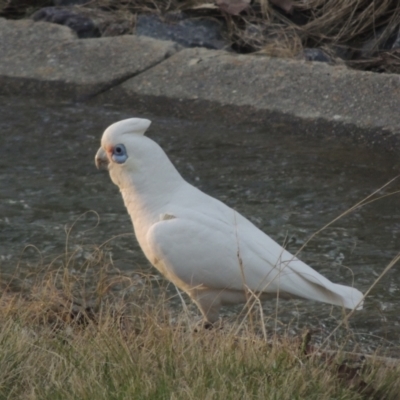 Cacatua sanguinea (Little Corella) at Conder, ACT - 9 Sep 2021 by MichaelBedingfield