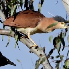 Nycticorax caledonicus (Nankeen Night-Heron) at Splitters Creek, NSW - 18 Sep 2021 by WingsToWander