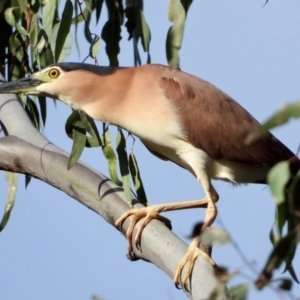 Nycticorax caledonicus at Splitters Creek, NSW - 19 Sep 2021 09:08 AM