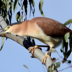 Nycticorax caledonicus at Splitters Creek, NSW - 19 Sep 2021 09:08 AM