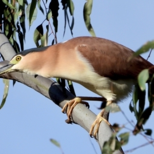 Nycticorax caledonicus at Splitters Creek, NSW - 19 Sep 2021 09:08 AM