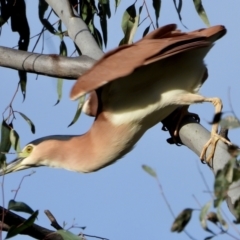 Nycticorax caledonicus at Splitters Creek, NSW - 19 Sep 2021 09:08 AM