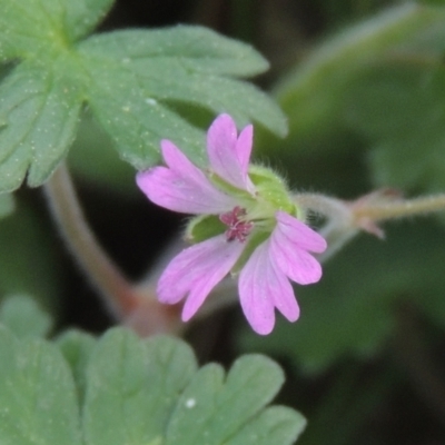 Geranium molle subsp. molle (Cranesbill Geranium) at Banks, ACT - 9 Sep 2021 by michaelb