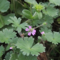 Geranium molle subsp. molle at Banks, ACT - 9 Sep 2021