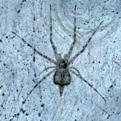 Tamopsis sp. (genus) (Two-tailed spider) at Mount Ainslie - 7 Sep 2021 by jbromilow50