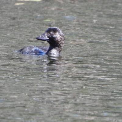 Biziura lobata (Musk Duck) at Splitters Creek, NSW - 18 Sep 2021 by WingsToWander