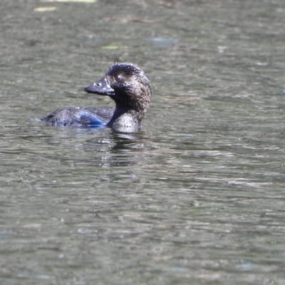 Biziura lobata (Musk Duck) at Wonga Wetlands - 18 Sep 2021 by WingsToWander