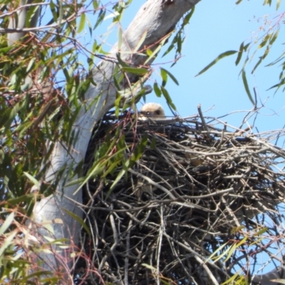 Haliastur sphenurus (Whistling Kite) at Wonga Wetlands - 18 Sep 2021 by WingsToWander