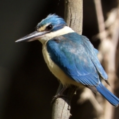 Todiramphus sanctus (Sacred Kingfisher) at Albury - 18 Sep 2021 by WingsToWander