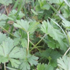 Geranium retrorsum (Grassland Cranesbill) at Banks, ACT - 9 Sep 2021 by michaelb