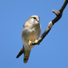 Falco cenchroides (Nankeen Kestrel) at Pialligo, ACT - 7 Sep 2021 by jb2602