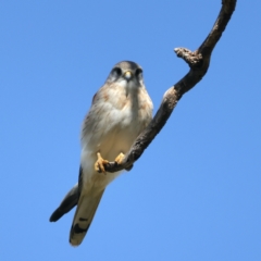 Falco cenchroides at Pialligo, ACT - 7 Sep 2021 02:20 PM