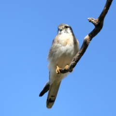 Falco cenchroides at Pialligo, ACT - 7 Sep 2021