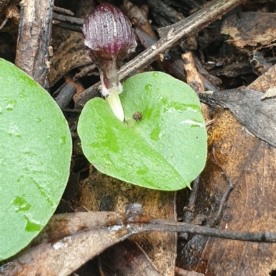 Corysanthes grumula (Stately helmet orchid) by gregbaines