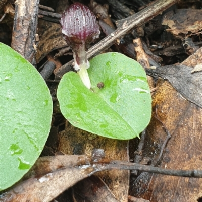 Corysanthes grumula (Stately helmet orchid) at Cotter River, ACT - 20 Sep 2021 by gregbaines