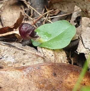 Corysanthes grumula at suppressed - 20 Sep 2021