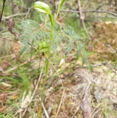 Bunochilus montanus (ACT) = Pterostylis jonesii (NSW) (Montane Leafy Greenhood) at Cotter River, ACT - 20 Sep 2021 by gregbaines