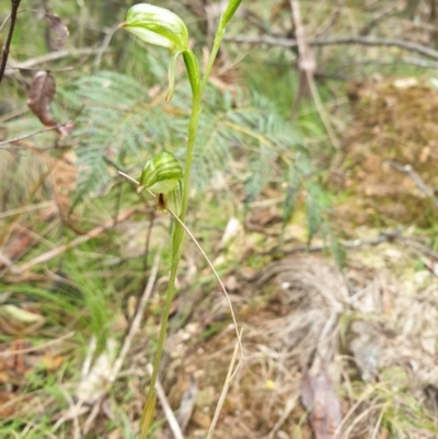 Bunochilus montanus (Montane Leafy Greenhood) at Cotter River, ACT - 20 Sep 2021 by gregbaines